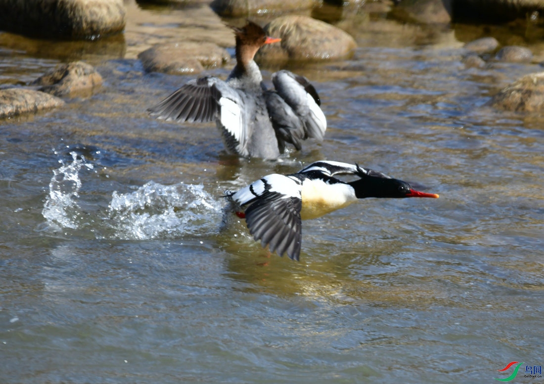 DSC_1214.JPG