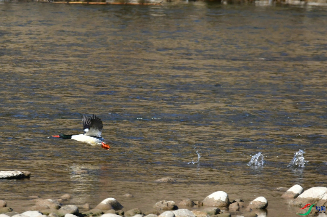 DSC_1408.JPG