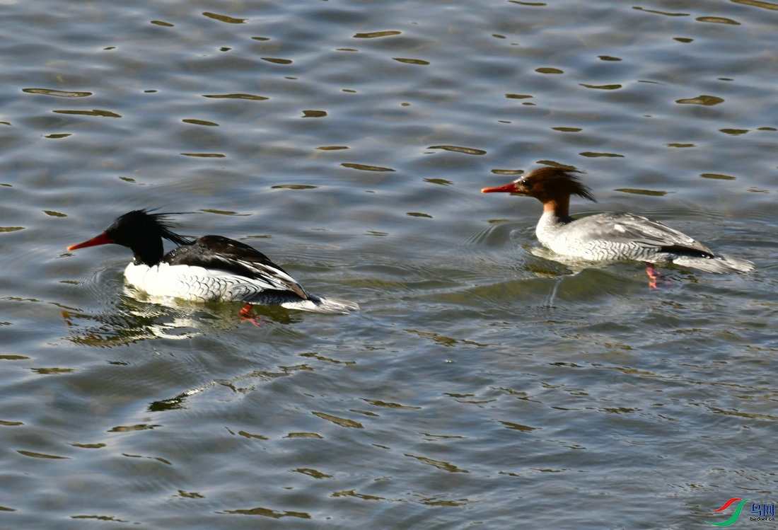 DSC_1574.JPG