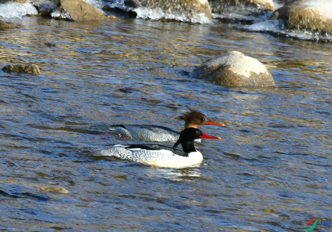 DSC_1765.JPG