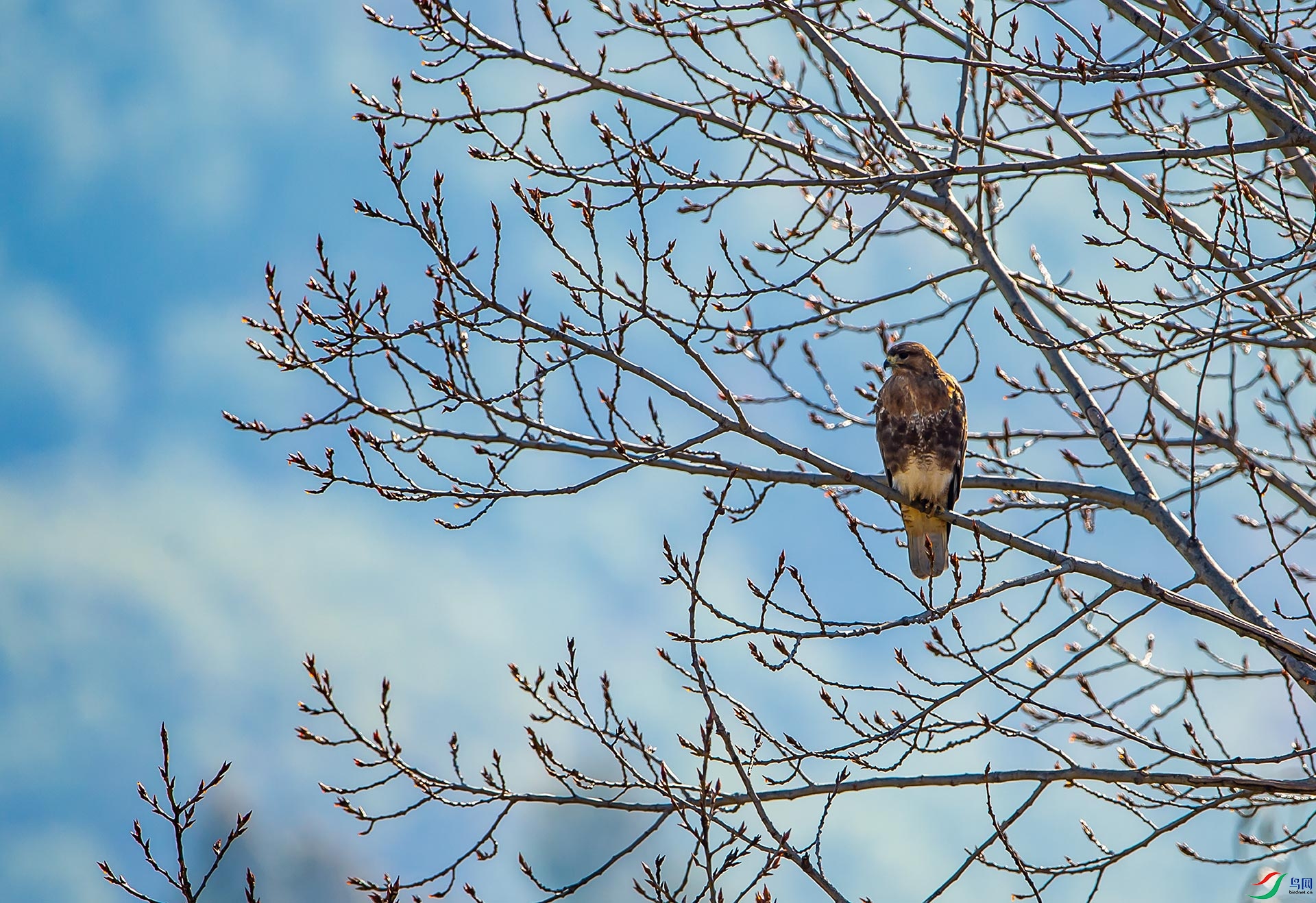 雄鹰迎春喜山鵟