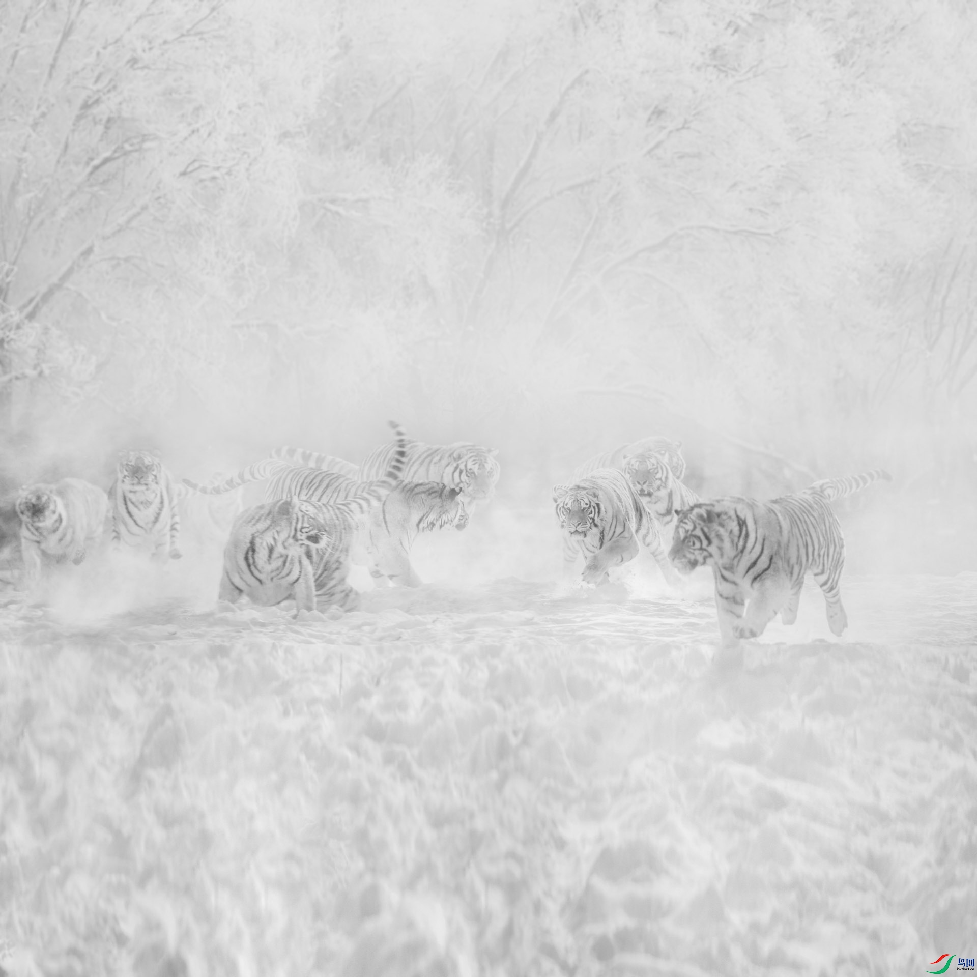 001����ѩȺ��ͼ����Ӱ���ı� s.JPG