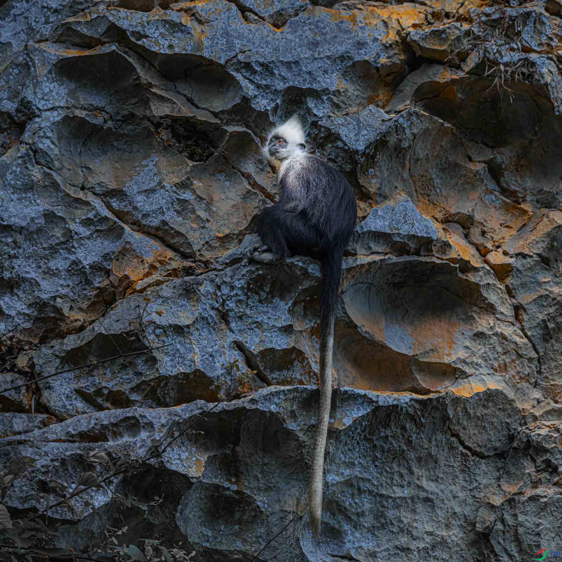 009��ʯ��Ҷ���Ӱ���ı� s.JPG