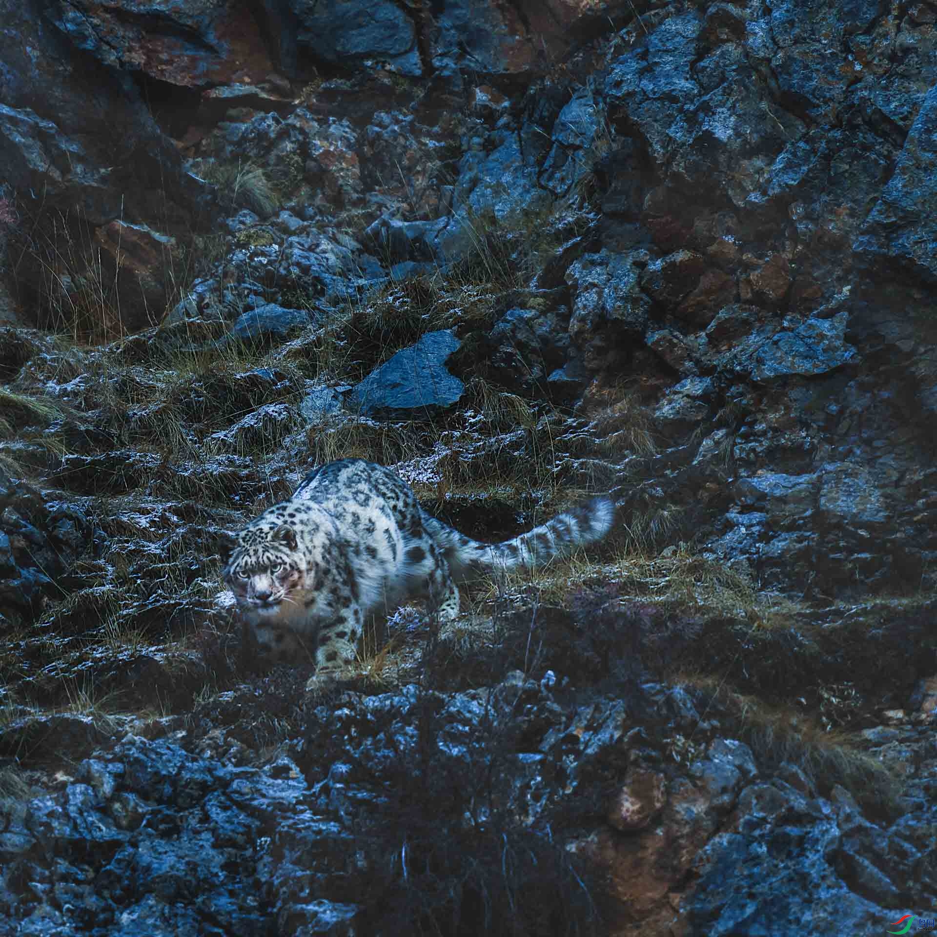 010��ѩ����ɽ����Ӱ���ı� s.JPG