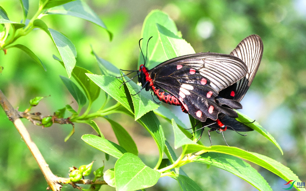 DSC_8539b.jpg