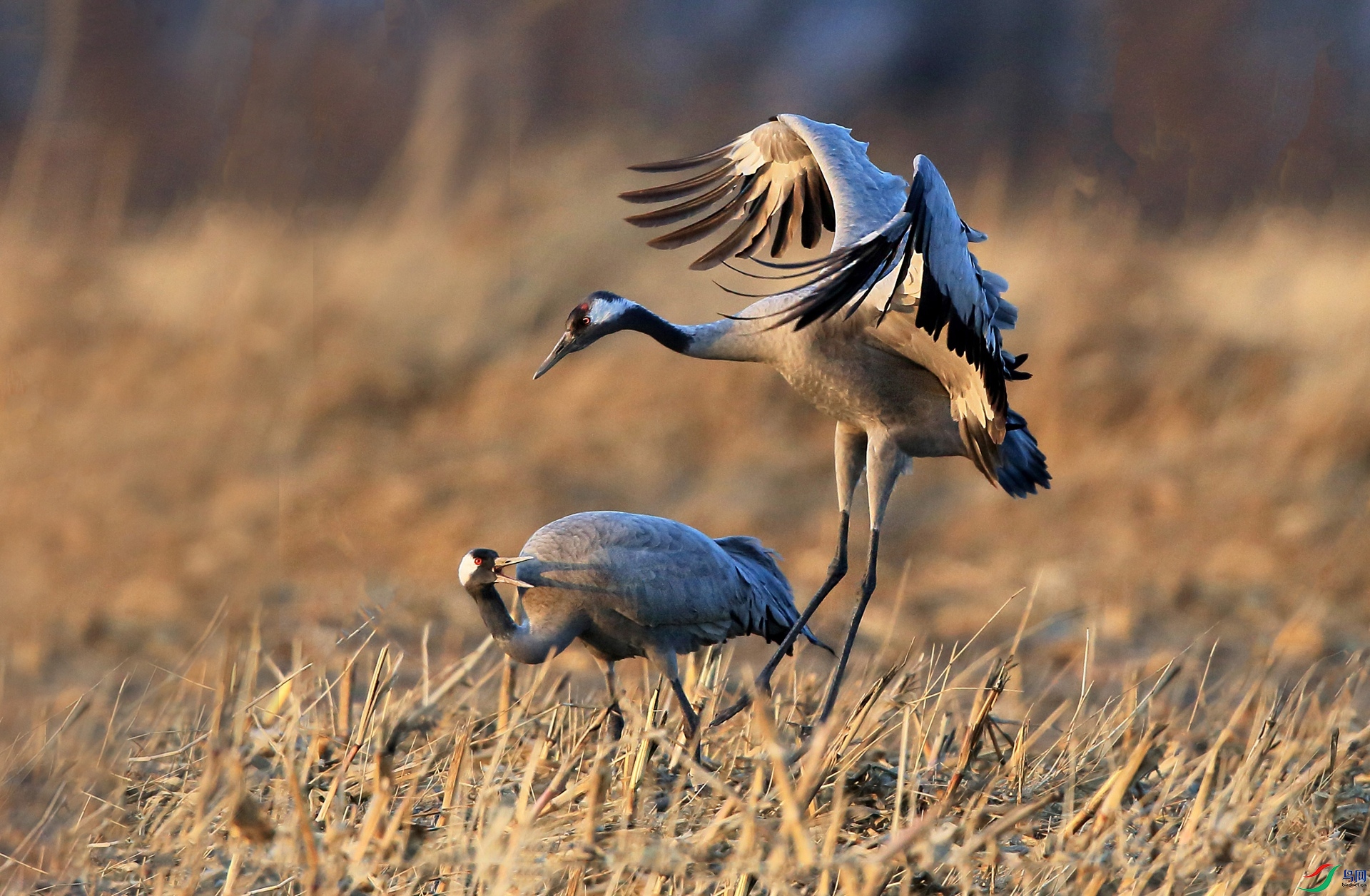 BW4Q9288 - ���� - ����.JPG