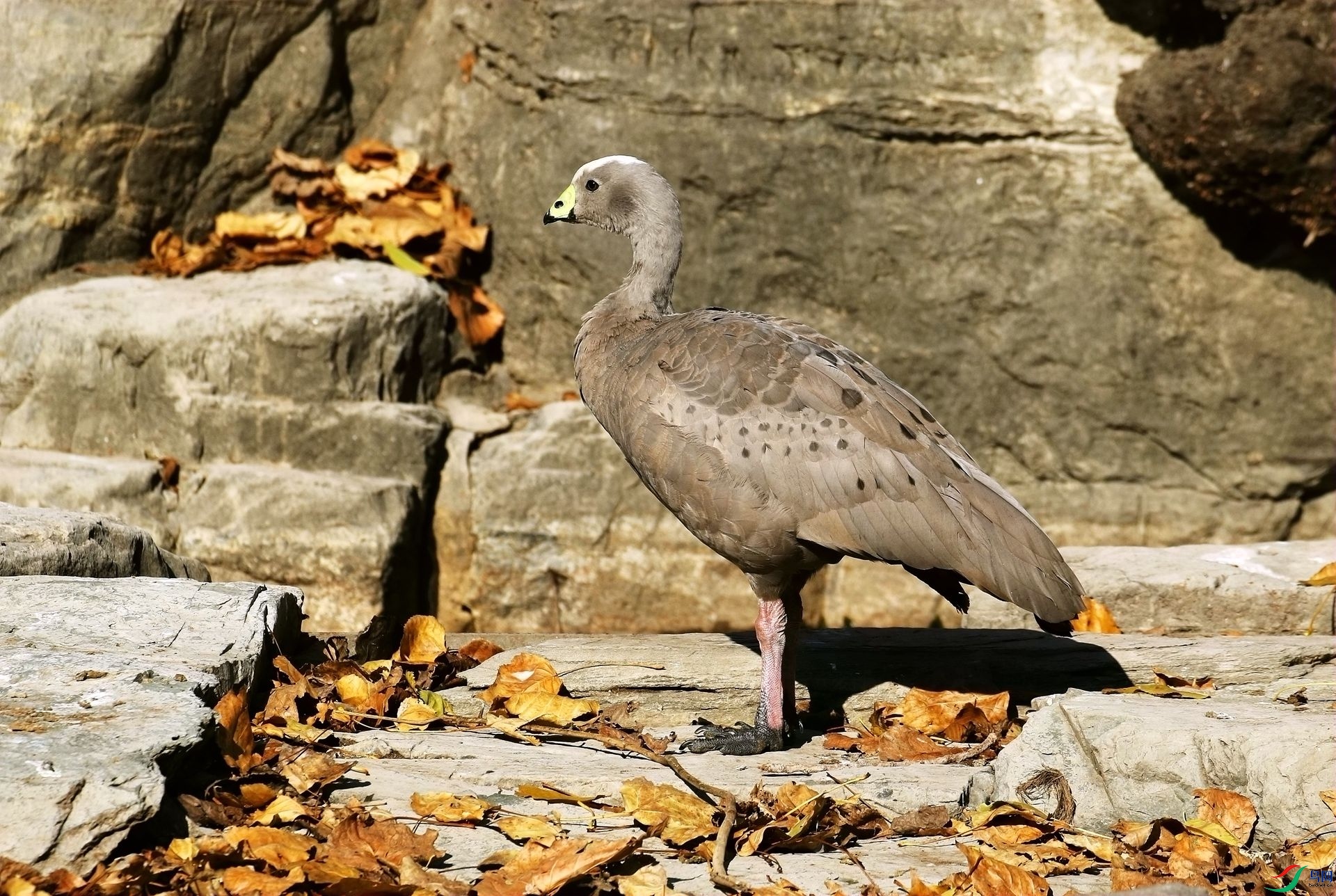 雕塑般的蜡嘴雁