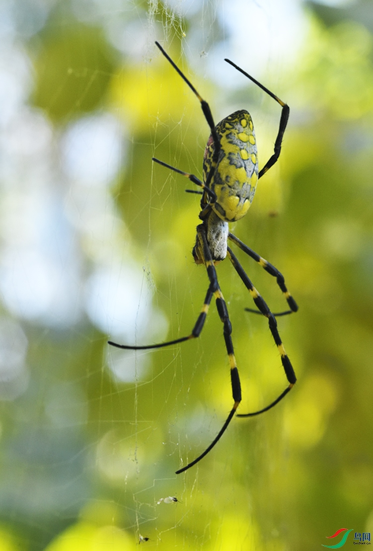 B�������¸�����������