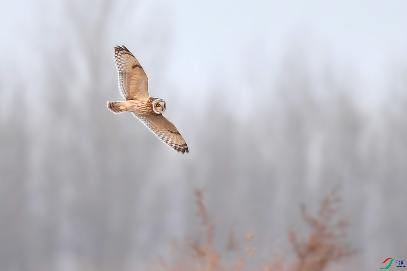 DSC_0211zz.jpg