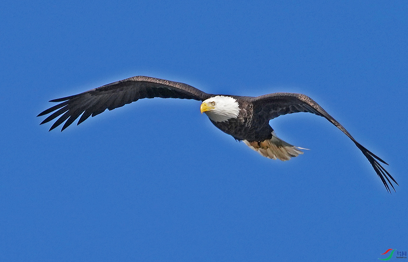 蓝天白头鹰