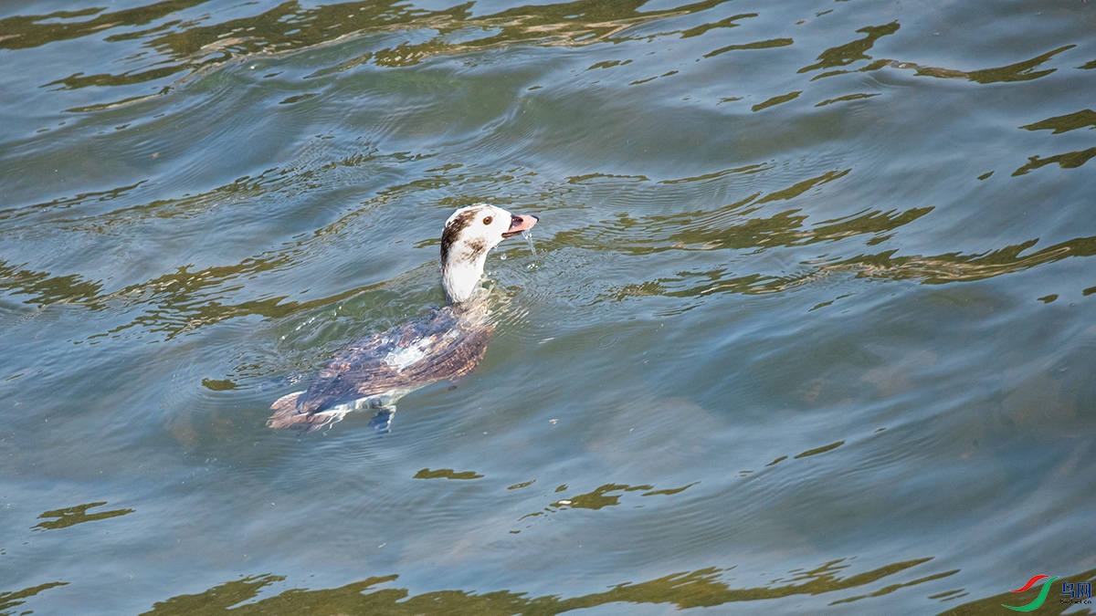 啸麟之珍稀的长尾鸭潜水全过程