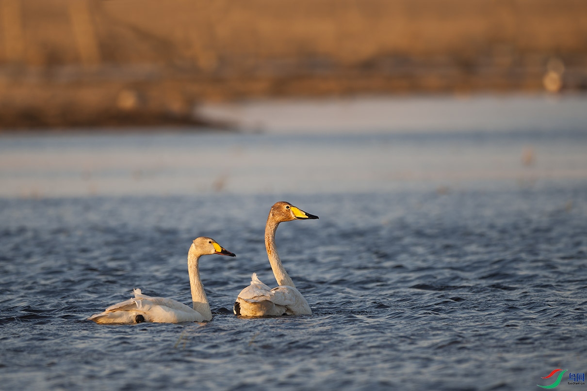 DSC_6616.jpg