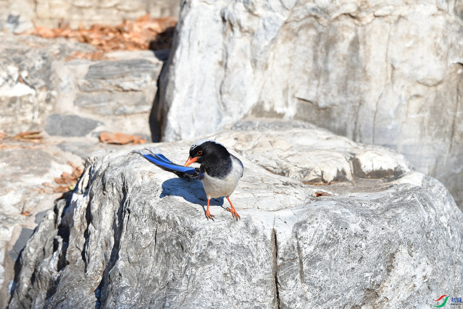 DSC_7597.jpg