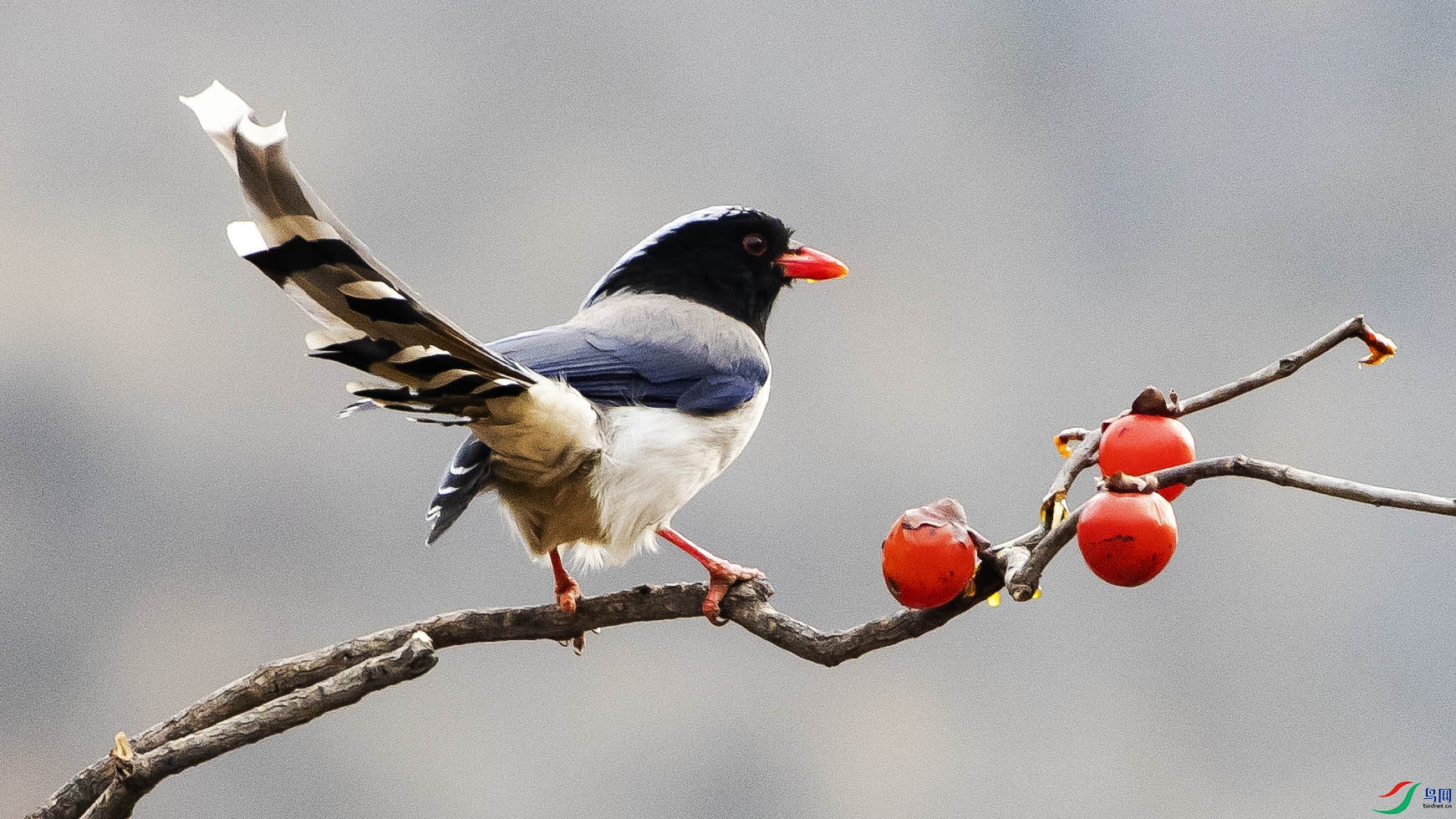 红嘴蓝鹊鸟