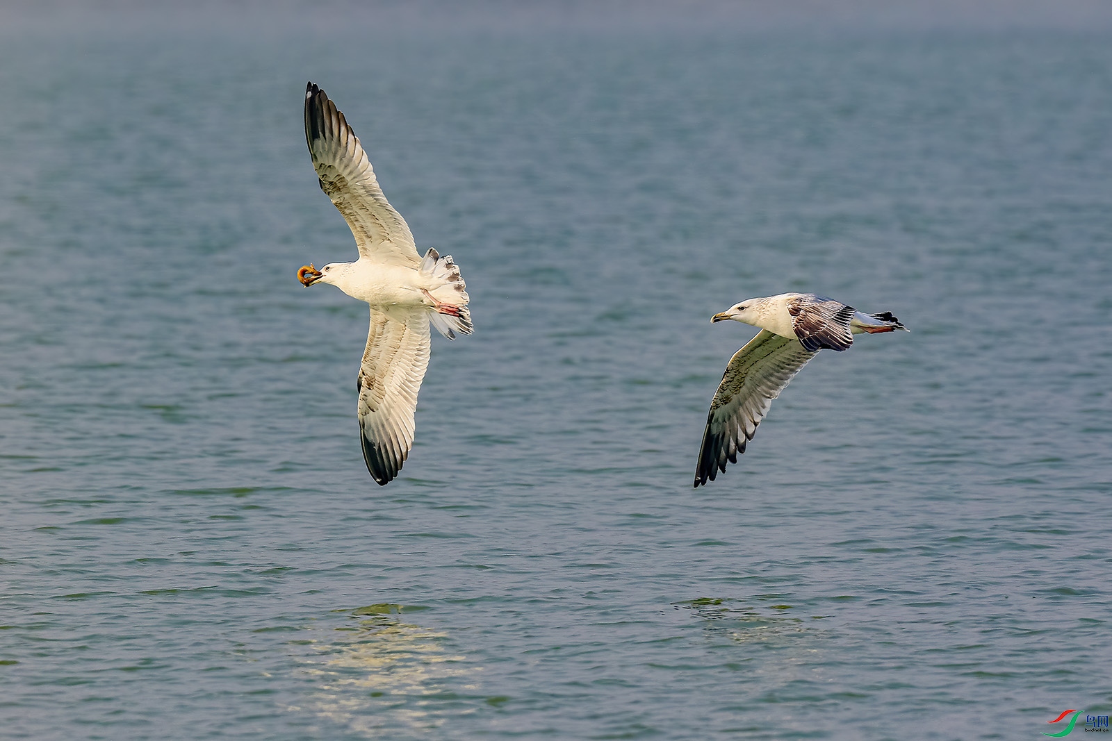 IMG_2980p.jpg