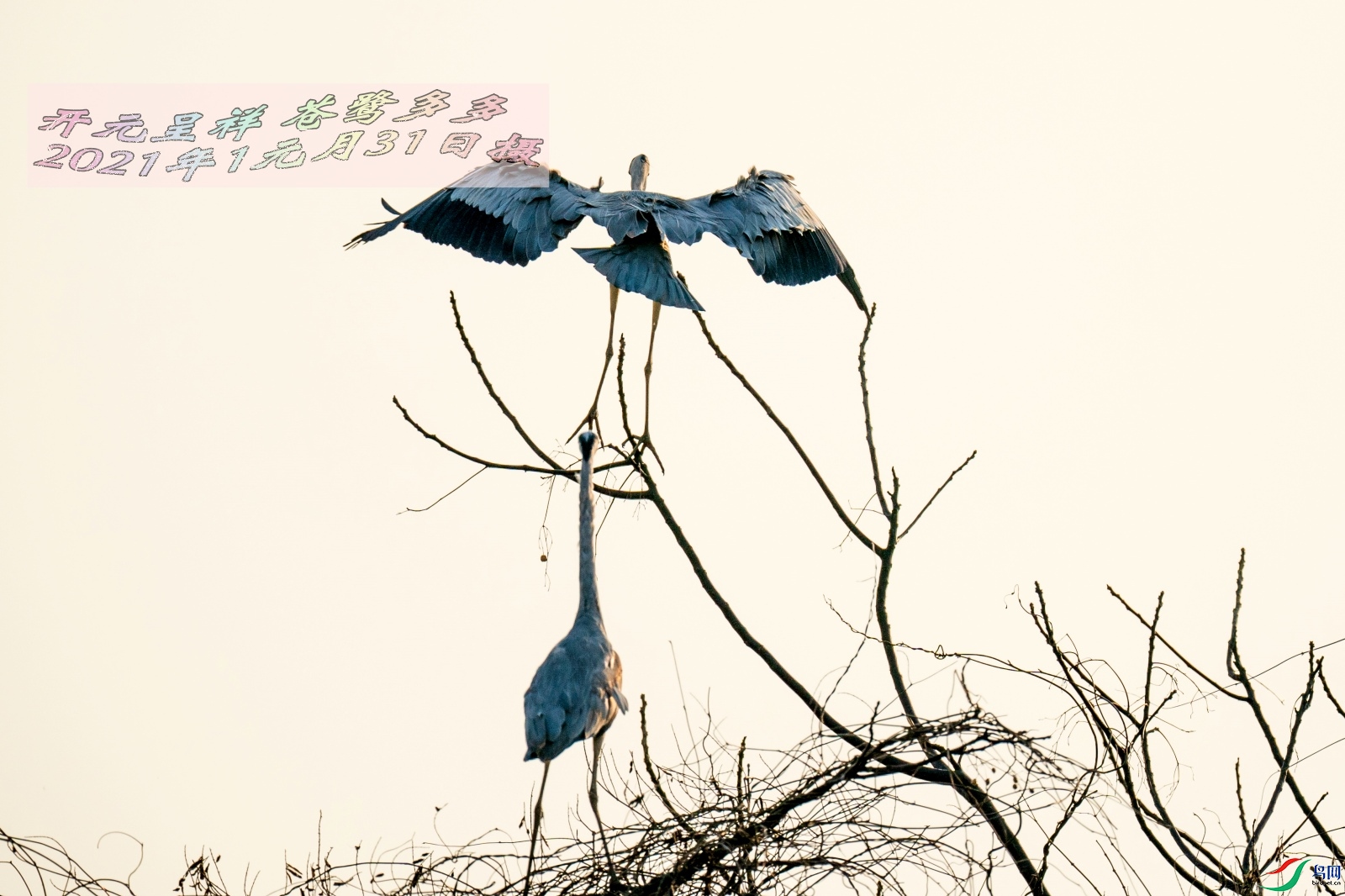 20210131DSC03227.jpg