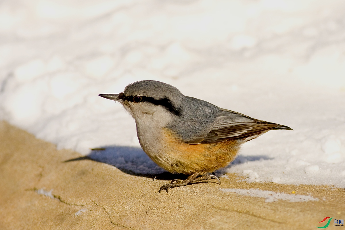 2010-12-14-��ͨsi (1) .jpg