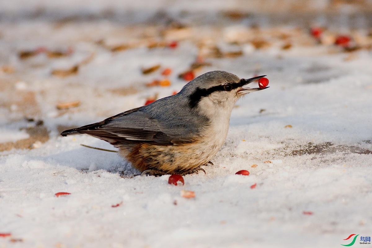 2011-1-9-��ɽ-��ͨ�[  .jpg