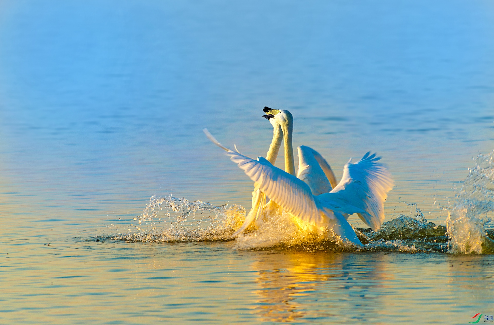 DSC_2316c.jpg