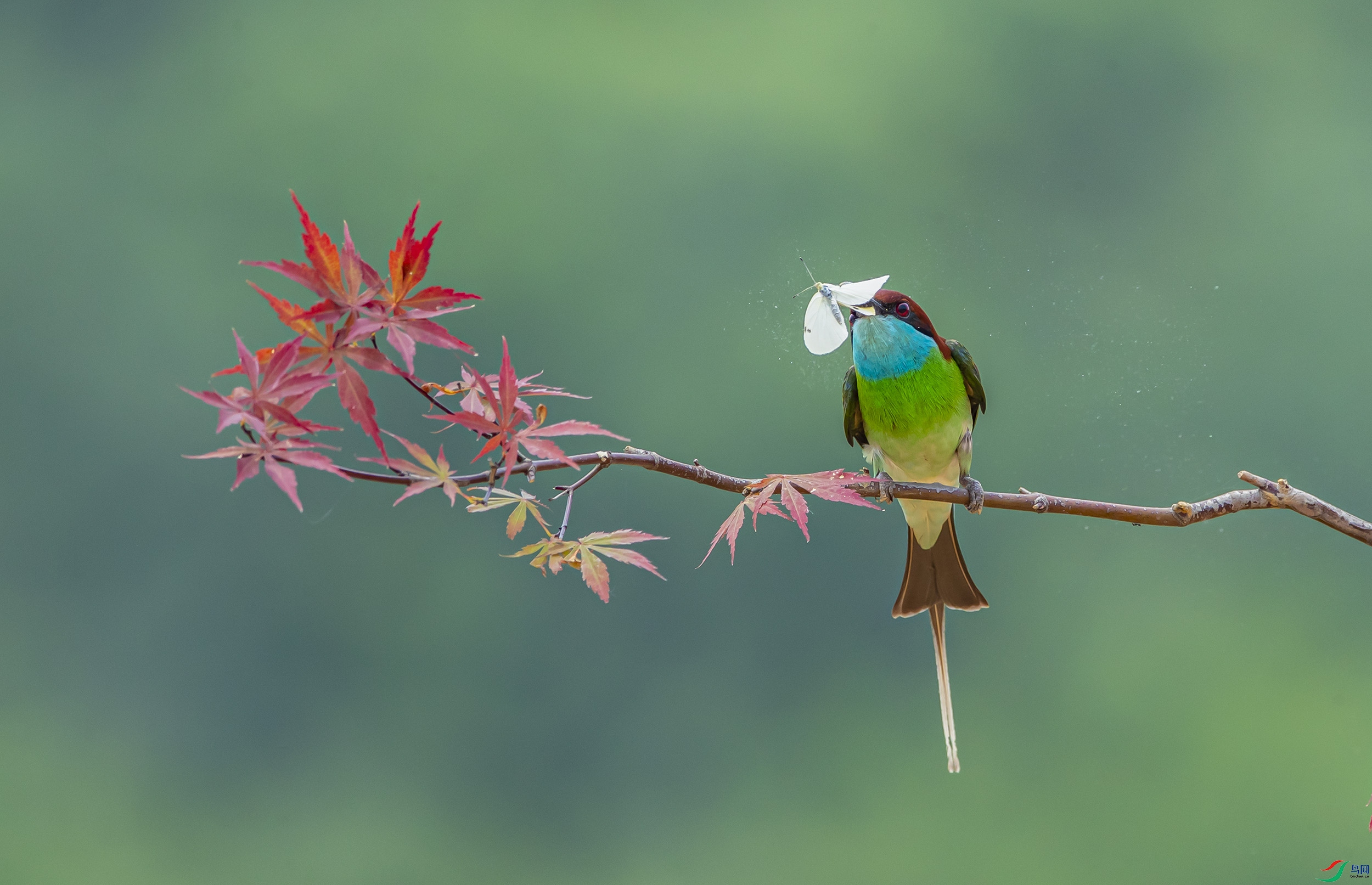 中国鸟网 中国摄影家图片