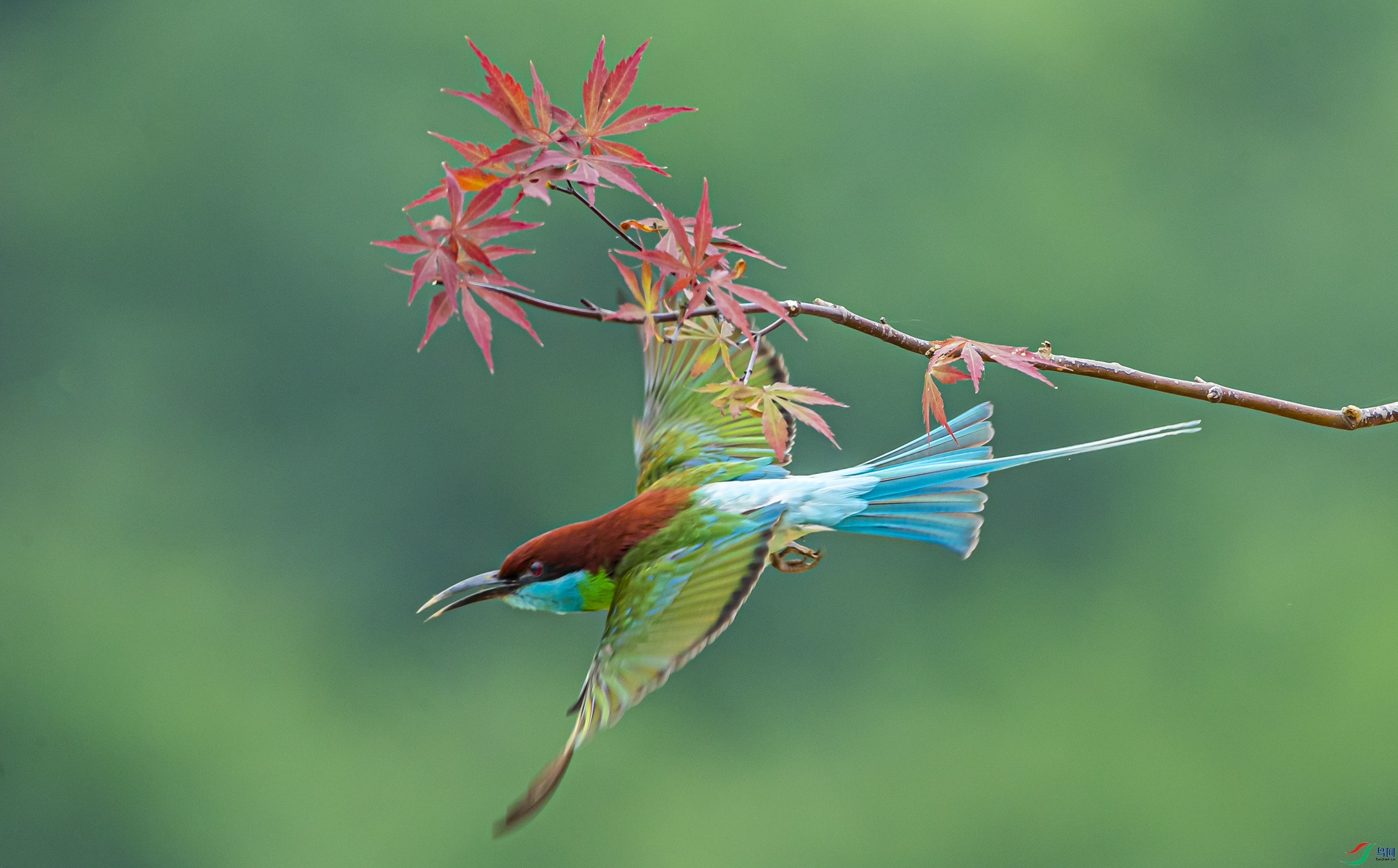 中国鸟网鸟类图片