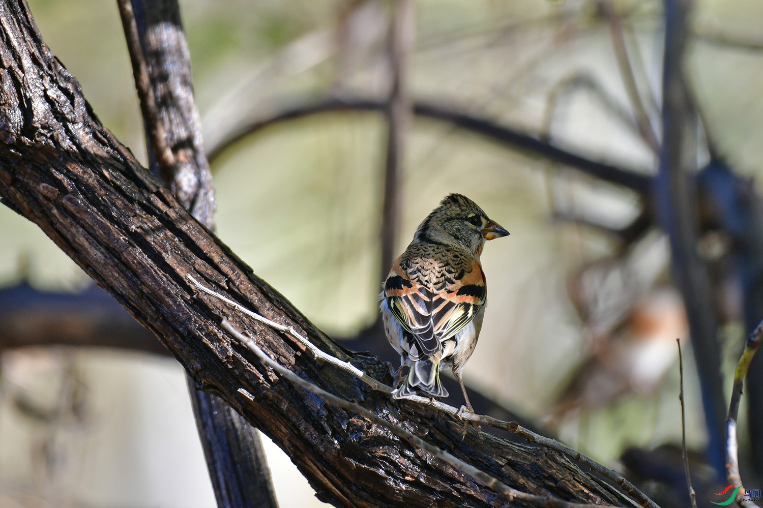 DSC_3401.jpg