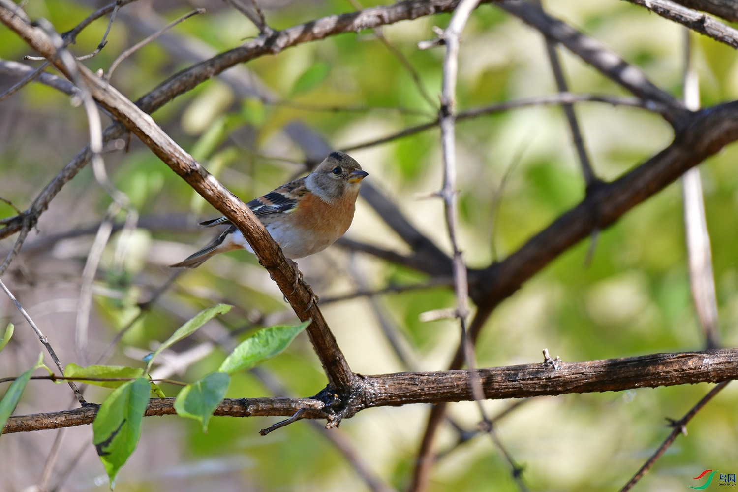 DSC_3412.jpg