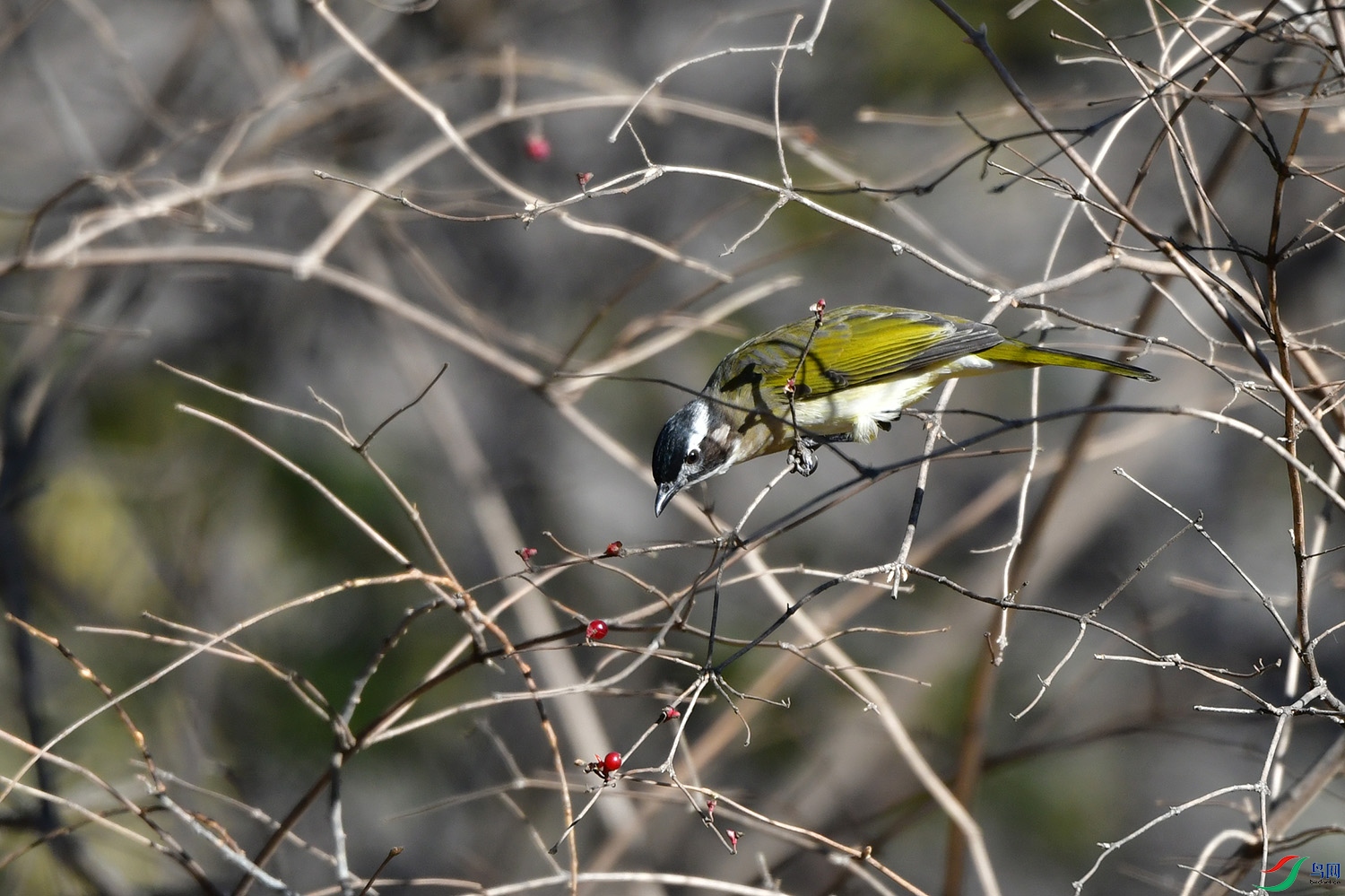 DSC_4903.jpg