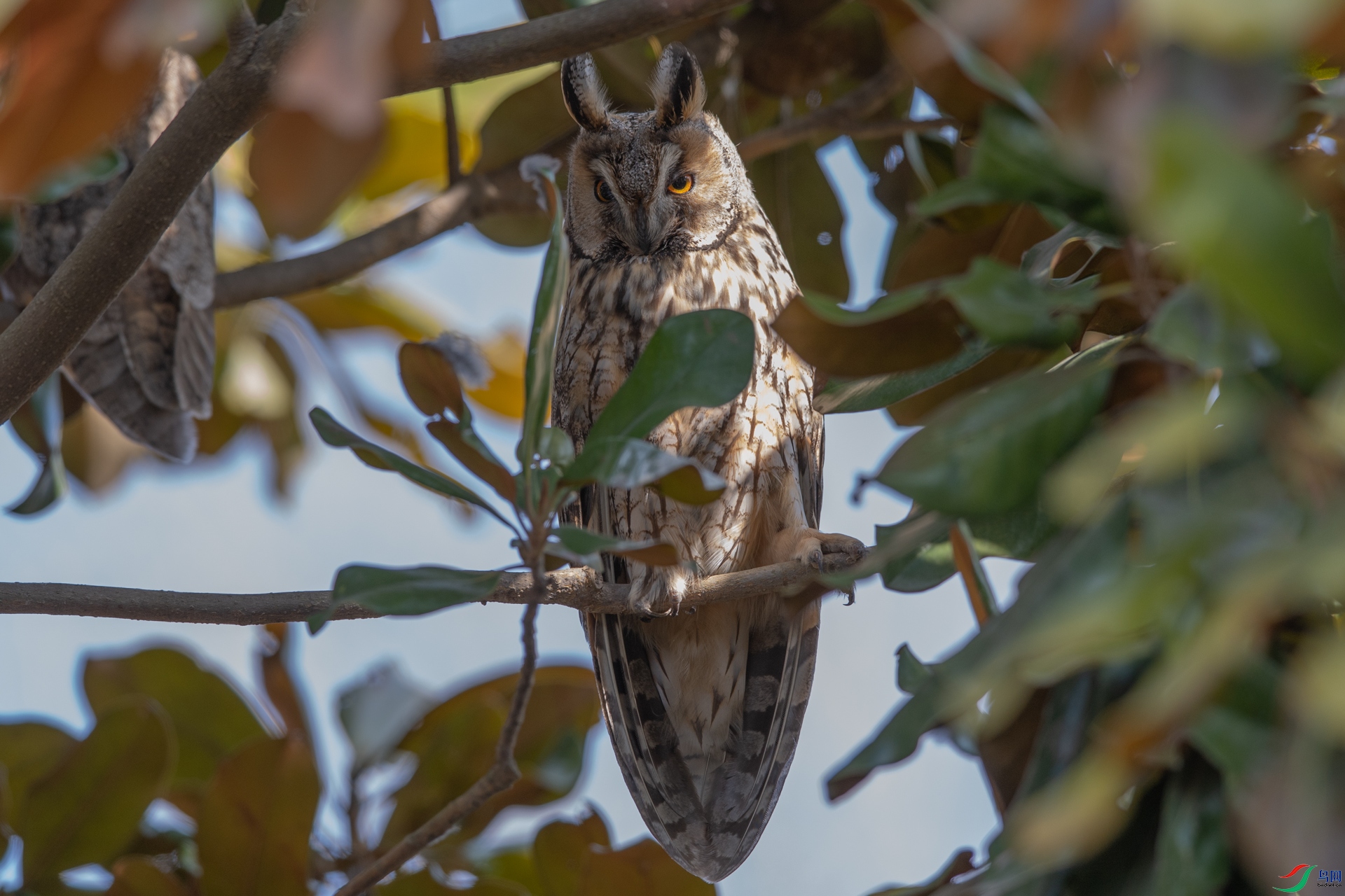 长耳鸮