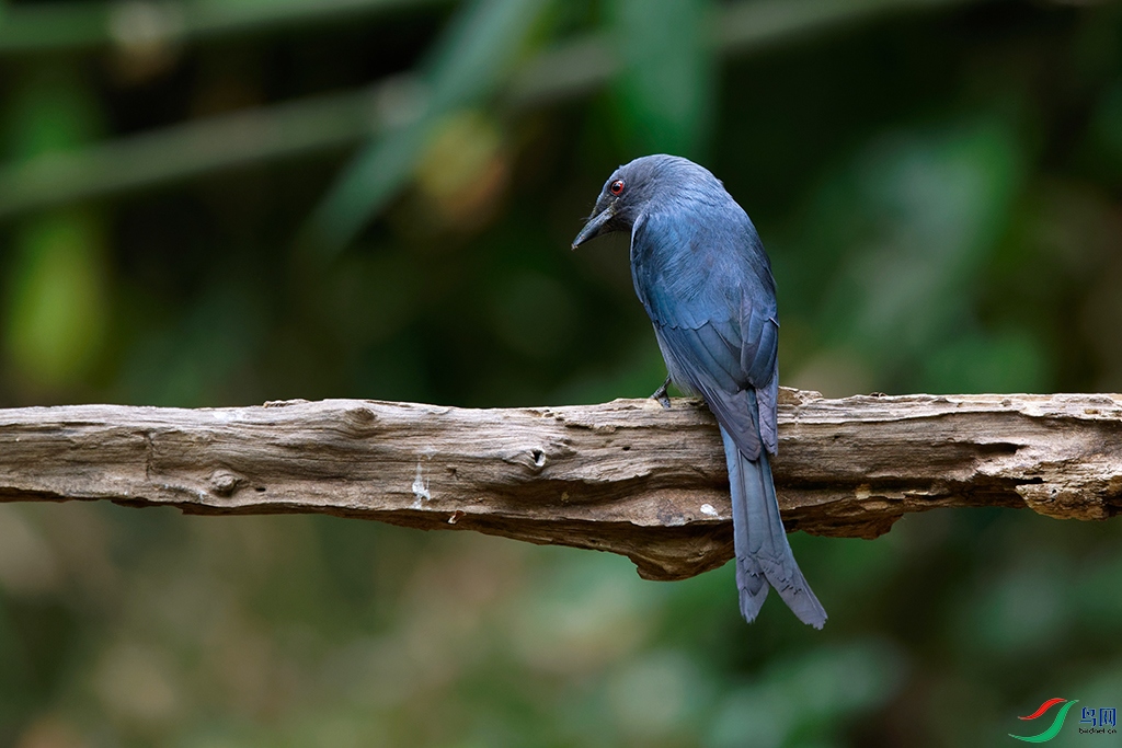 DSC_7564_DxOa.jpg