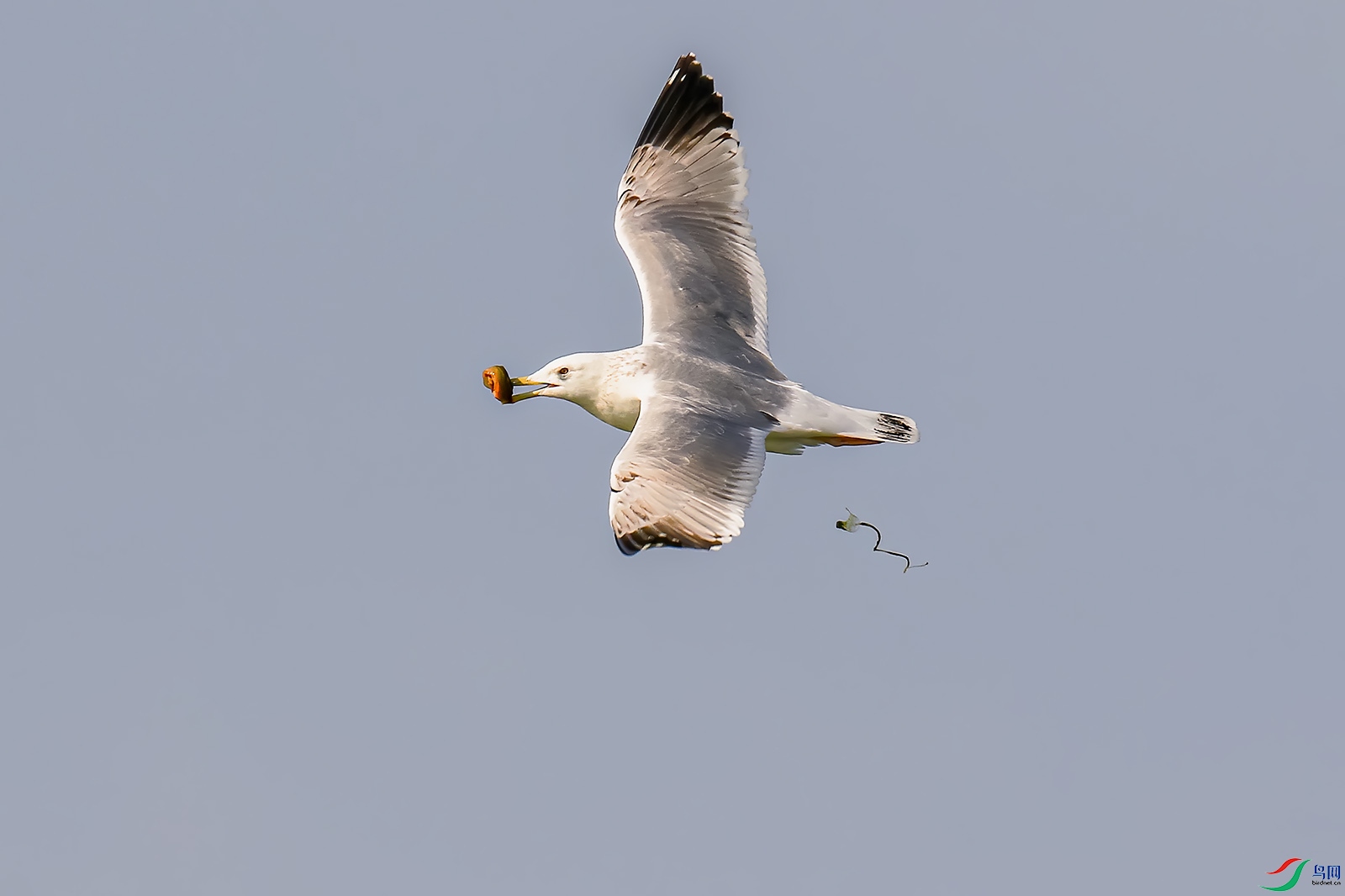 IMG_3665p.jpg