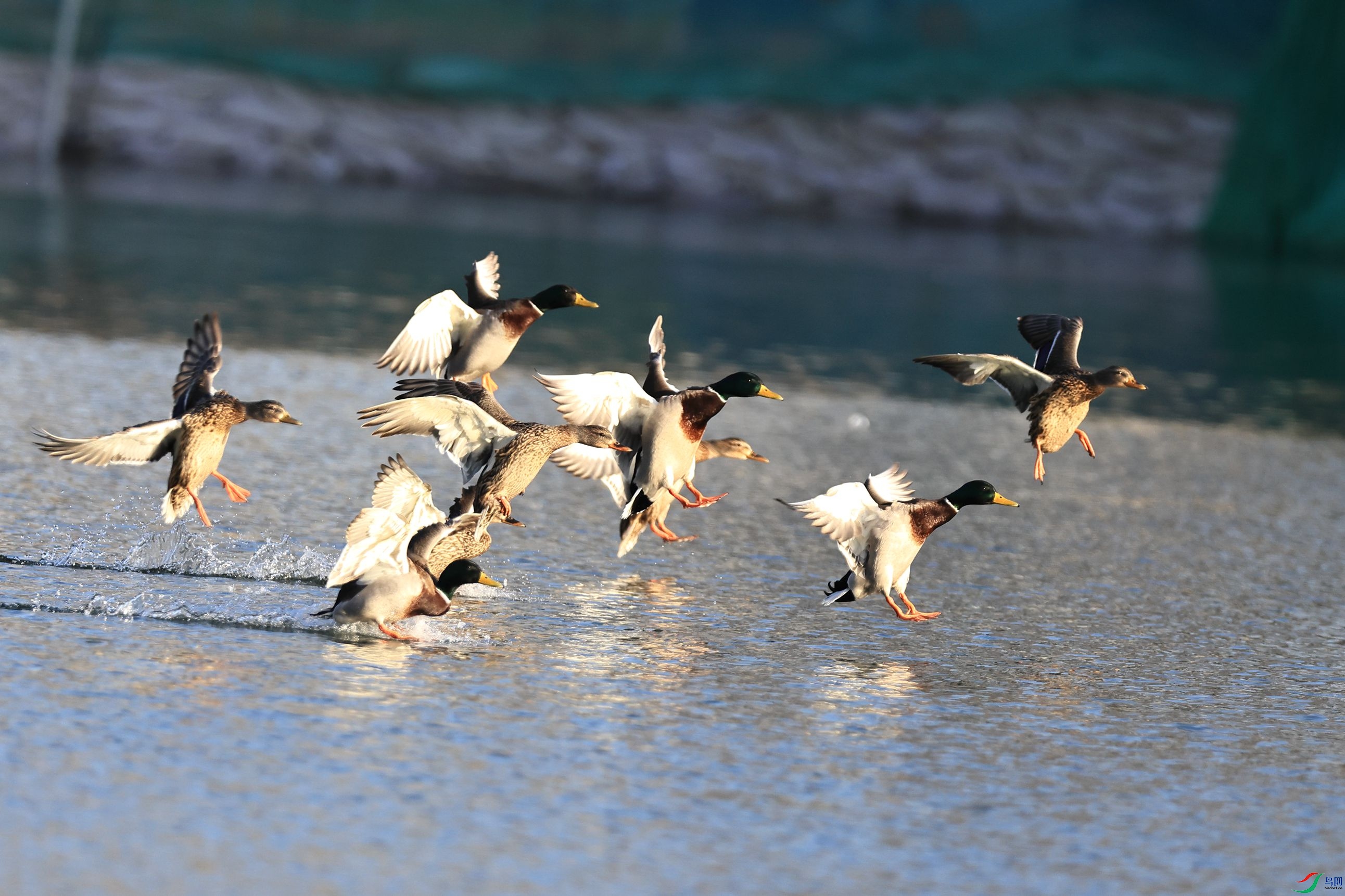 群鸭降落
