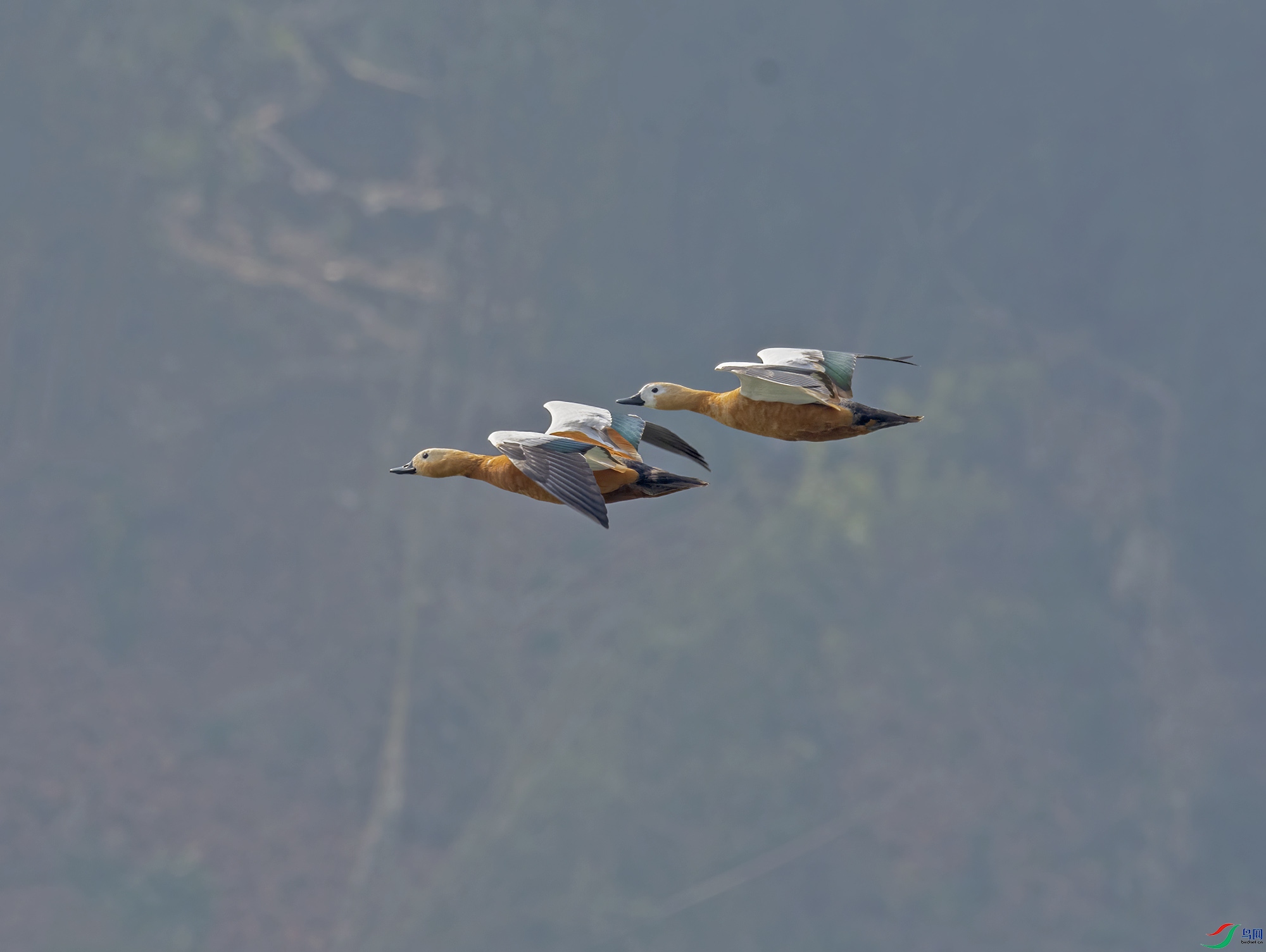 DSC_4480.jpg