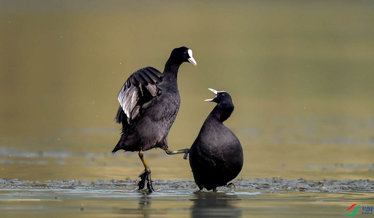 �ȶ��ţ��㲻����¡�