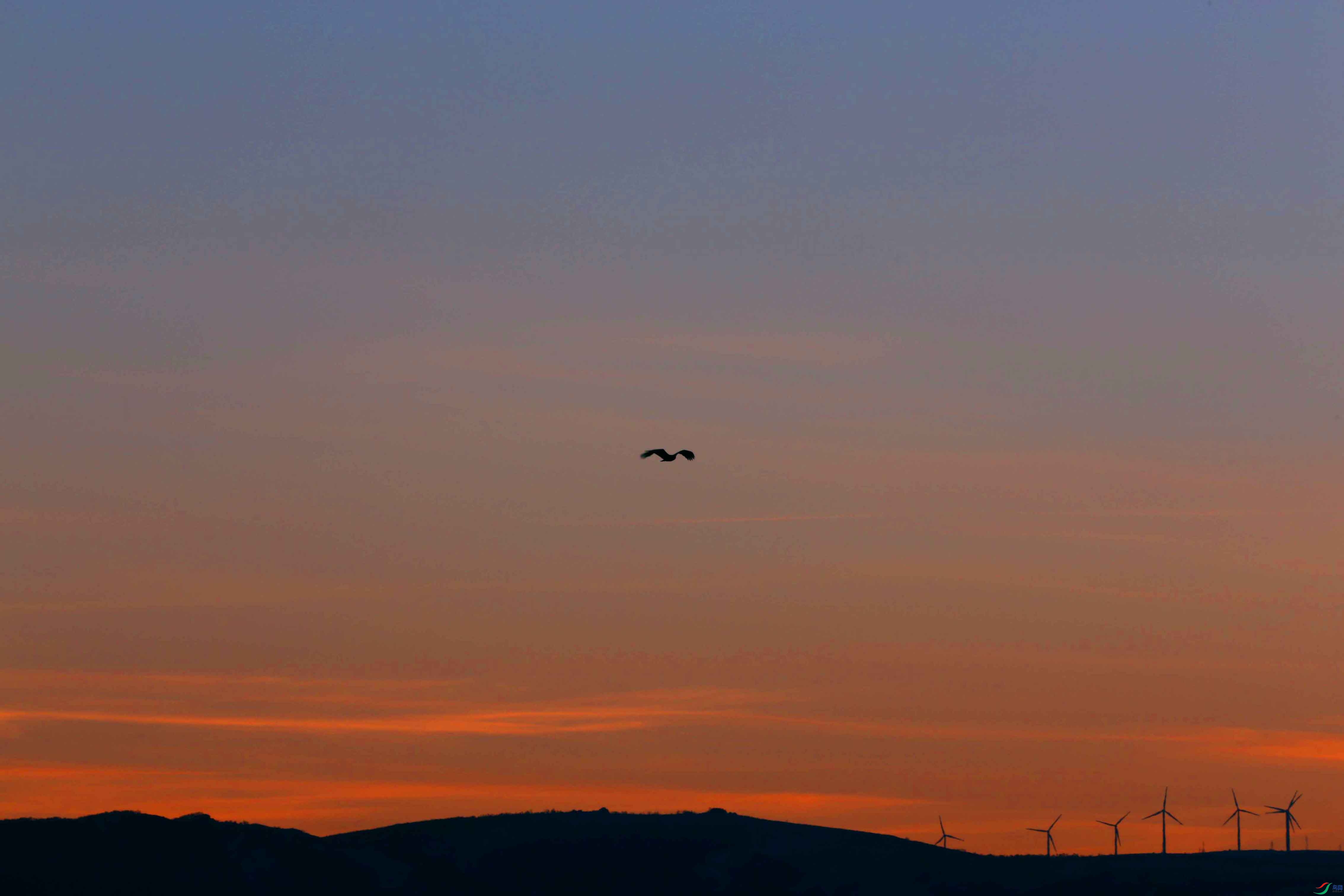 太阳落山后的草原雕