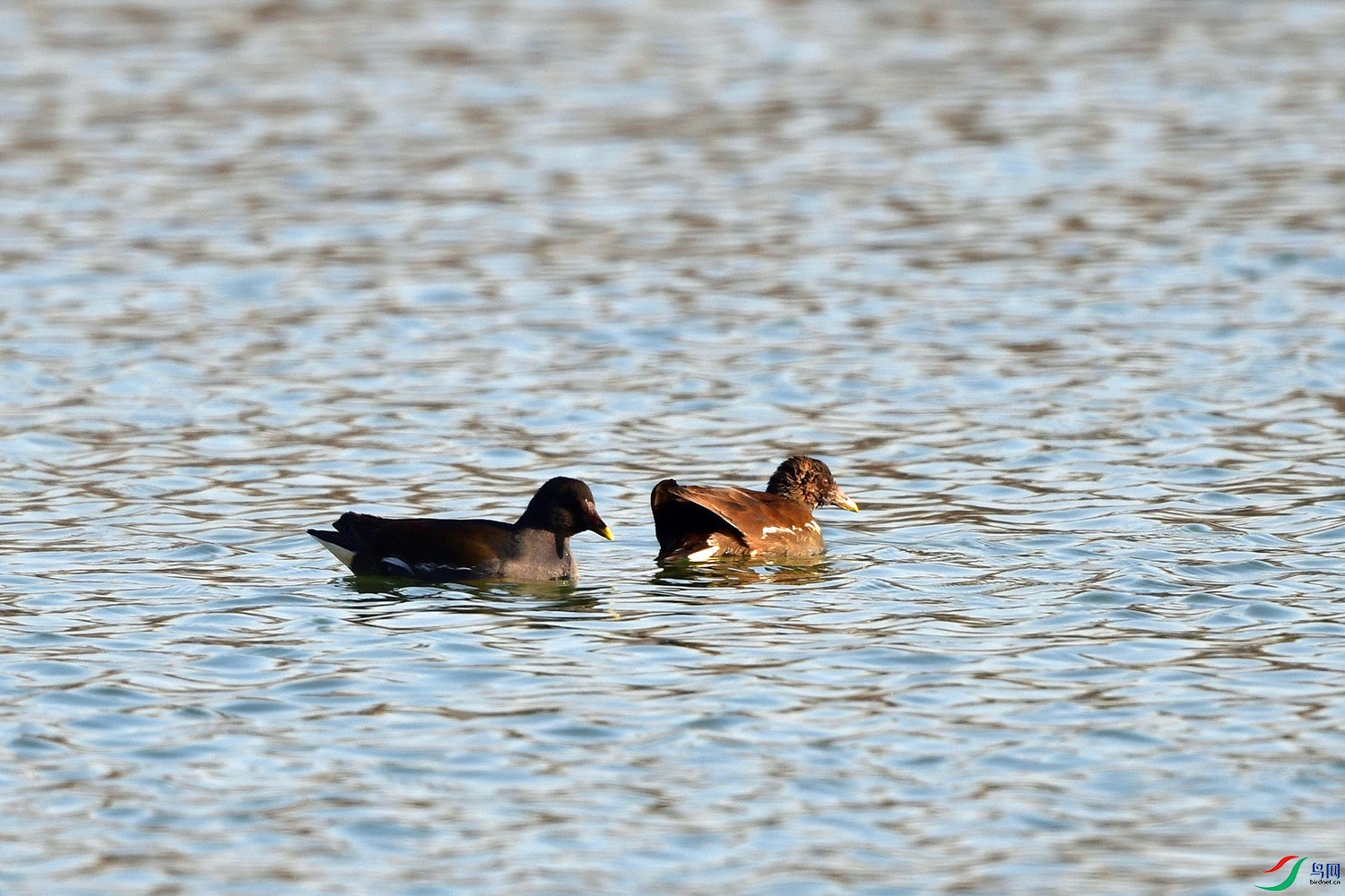 DSC_4263.jpg