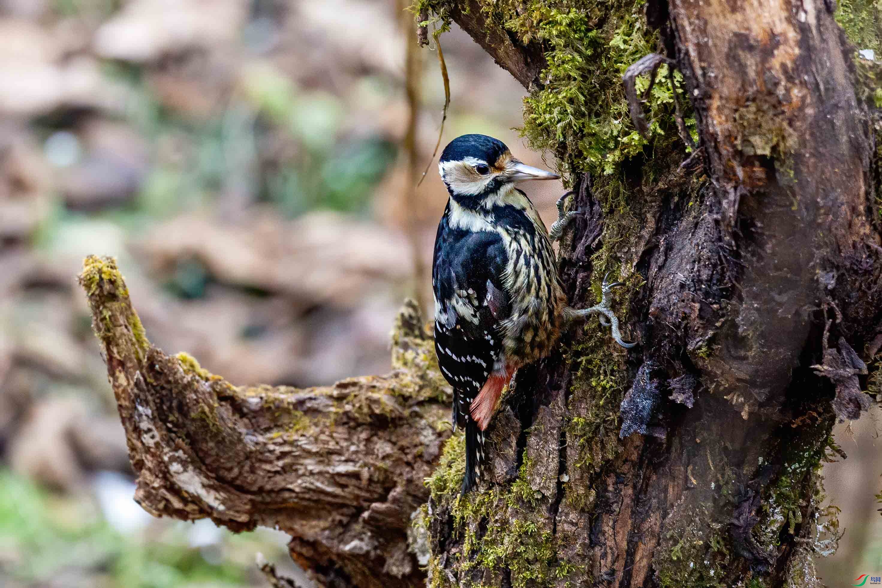 白背啄木鸟