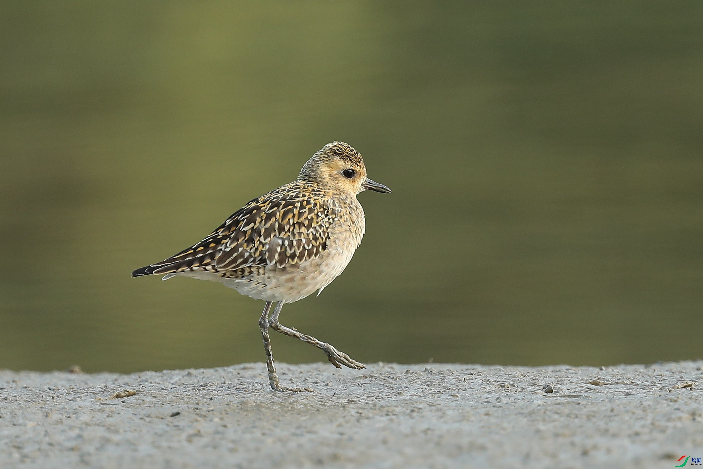 金鸻的沙蠋大餐