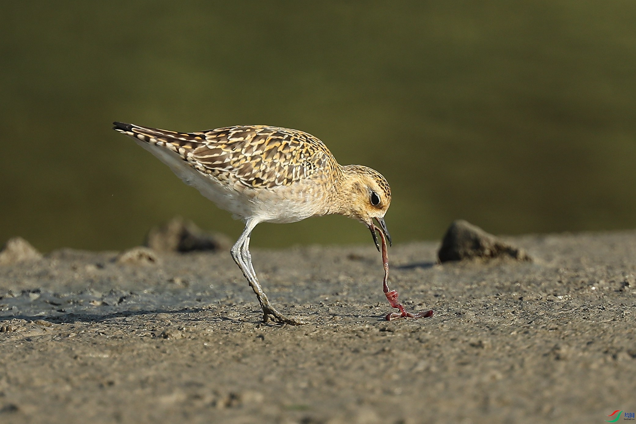 金鸻的沙蠋大餐