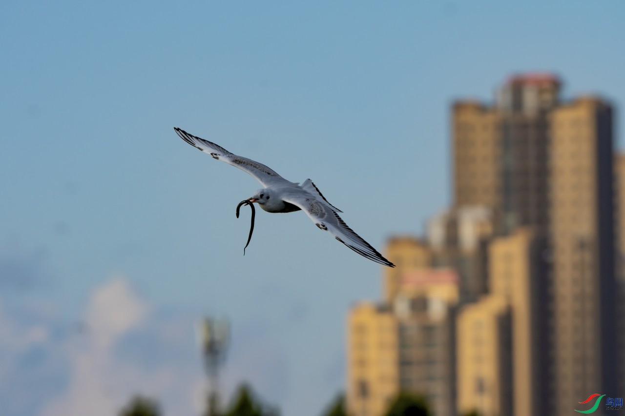 _DSC5750a.jpg