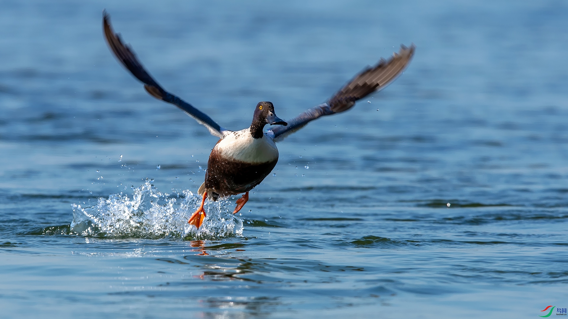 起飞琵嘴鸭恭贺老师作品荣获vip佳作