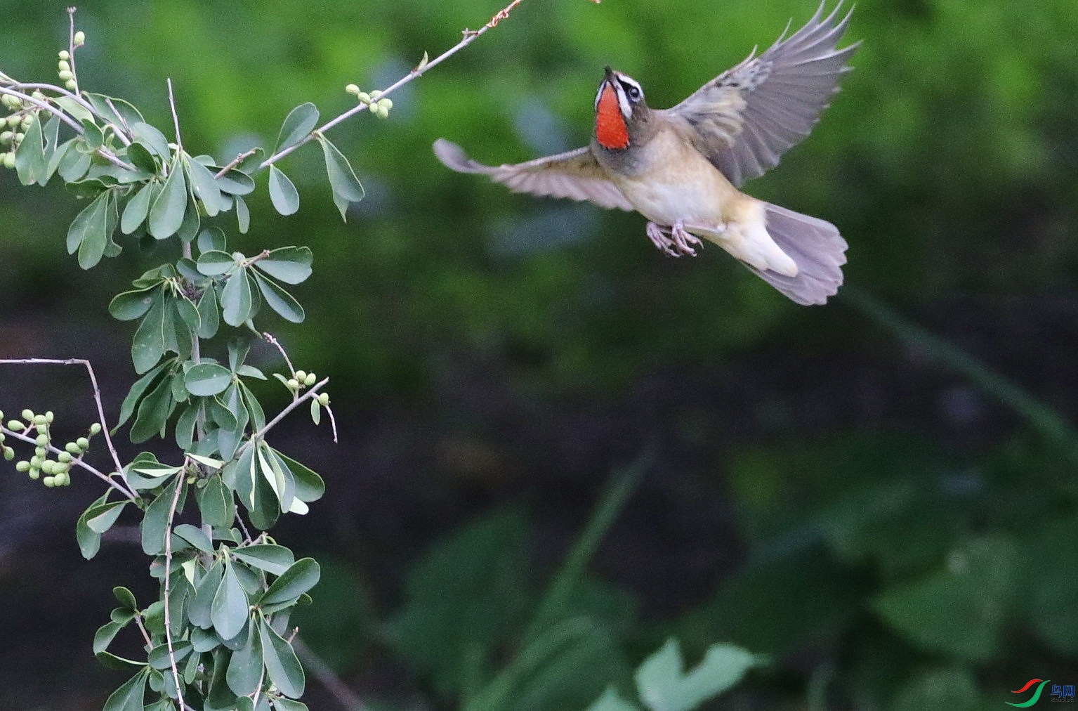 红喉歌鸲为雀形目鹟科歌鸲属的鸟类,名红脖,红点颏,红脖雀(雌),白点颏