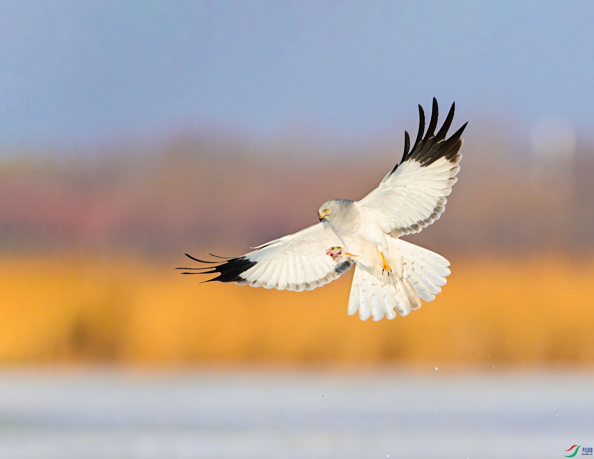 ����ѩ���β��