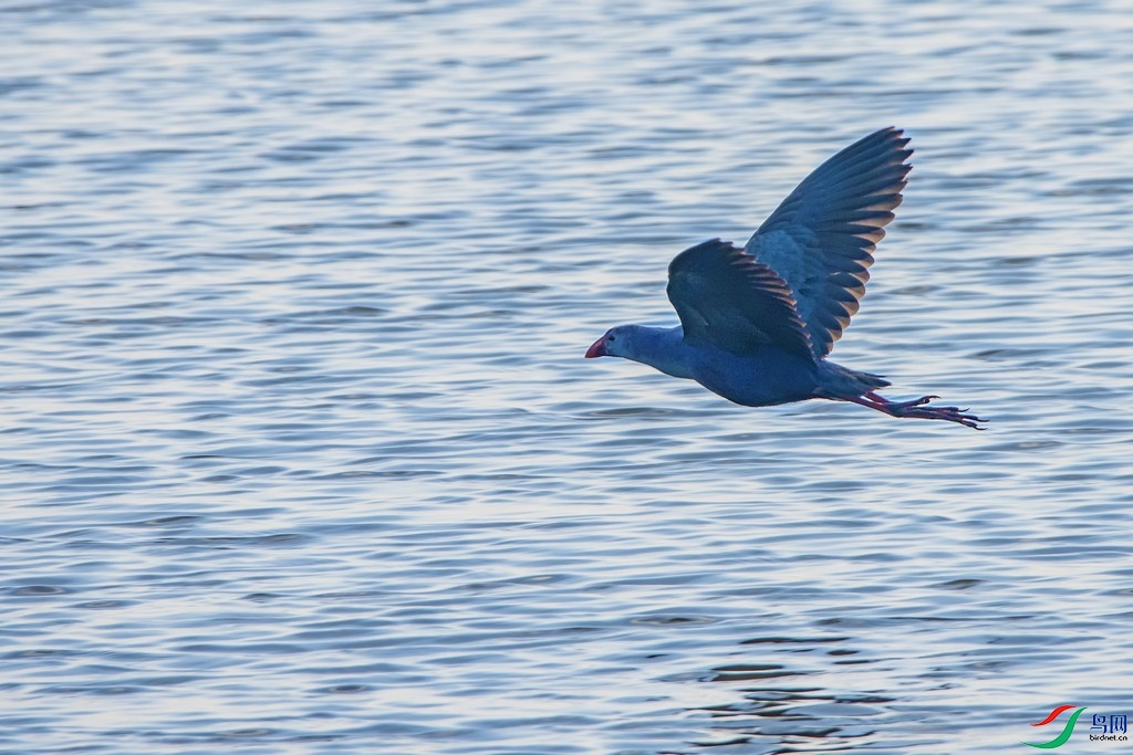 _DSC9514a.jpg