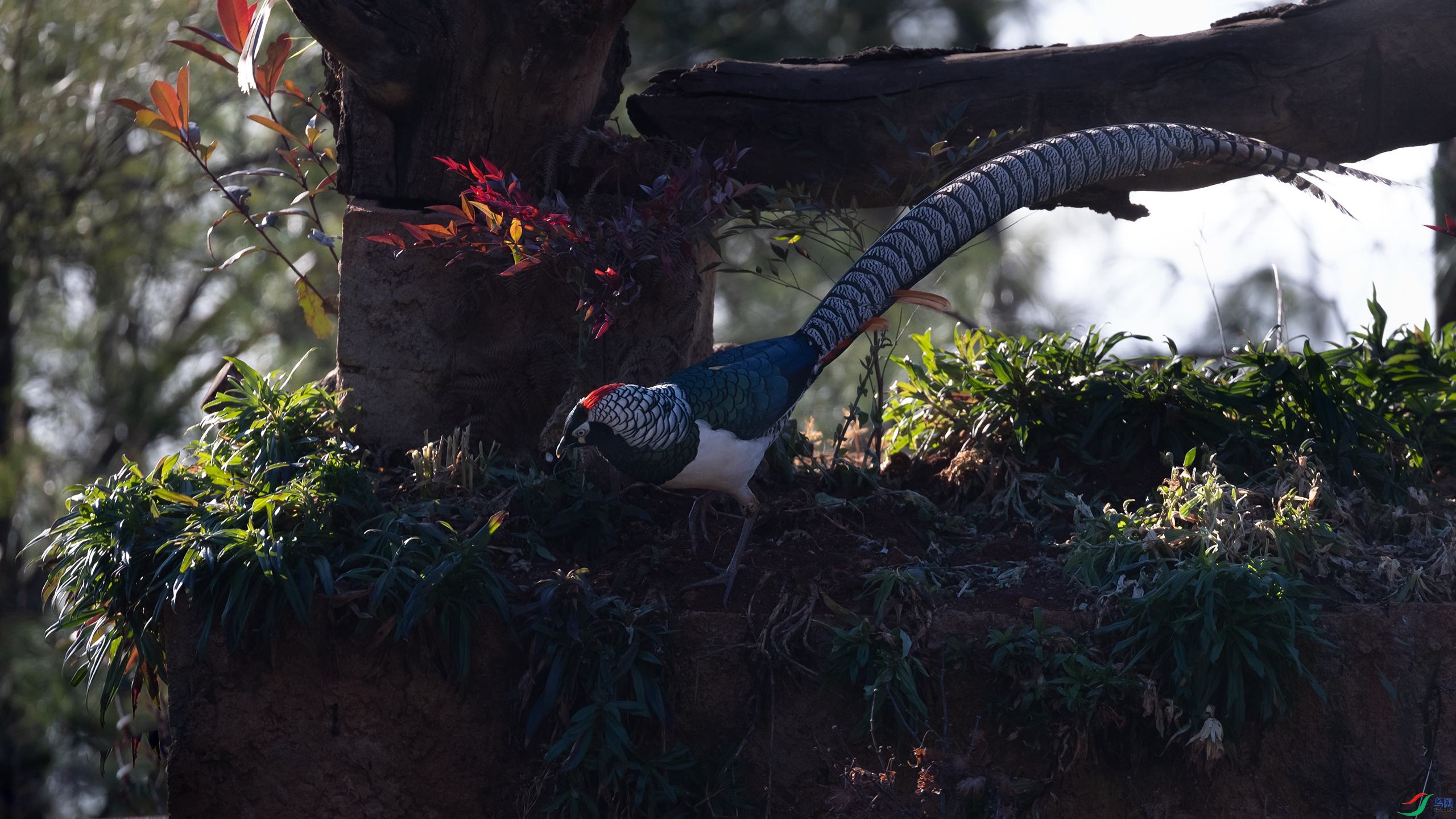 �׸�����