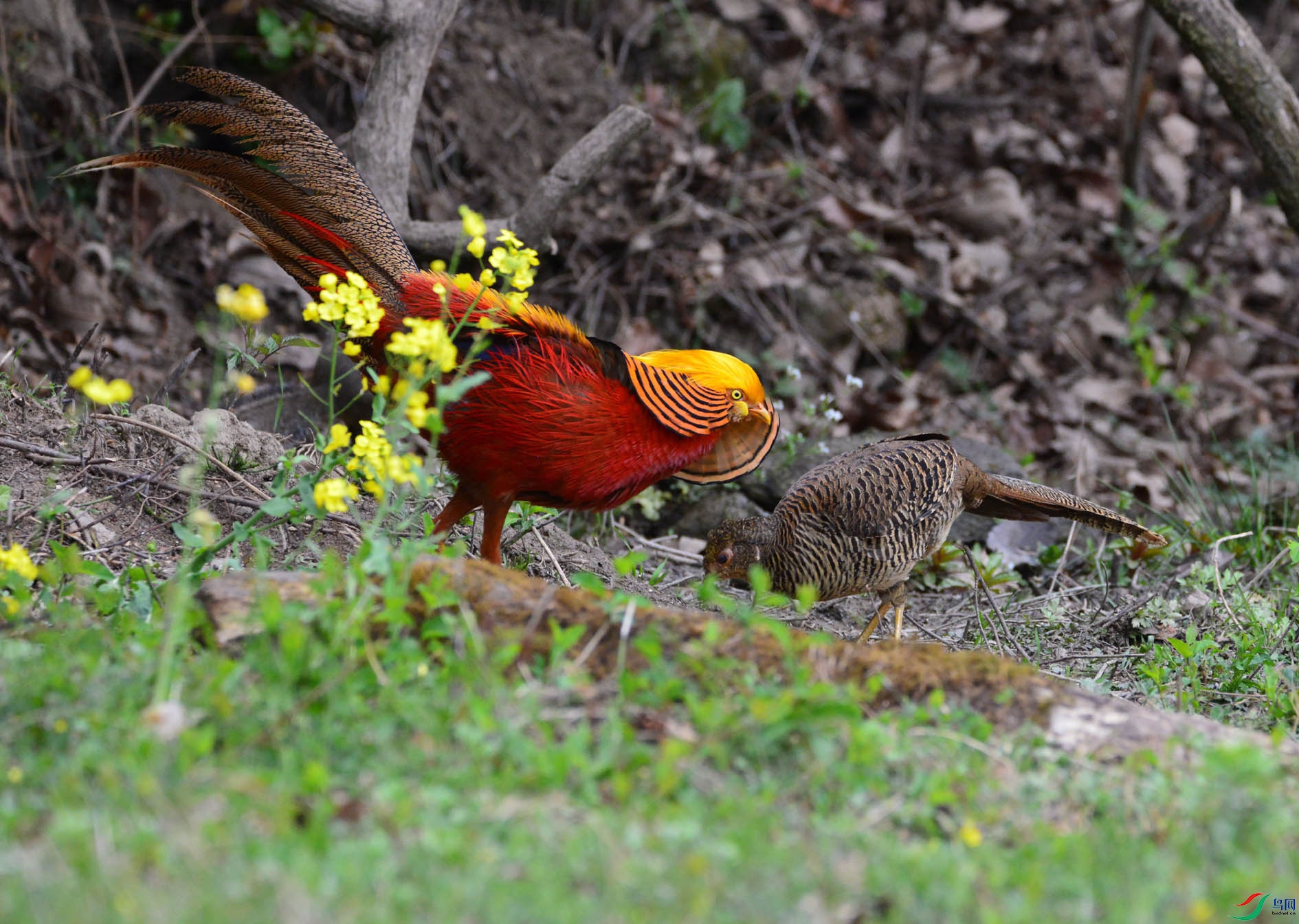 DSC_5173.JPG