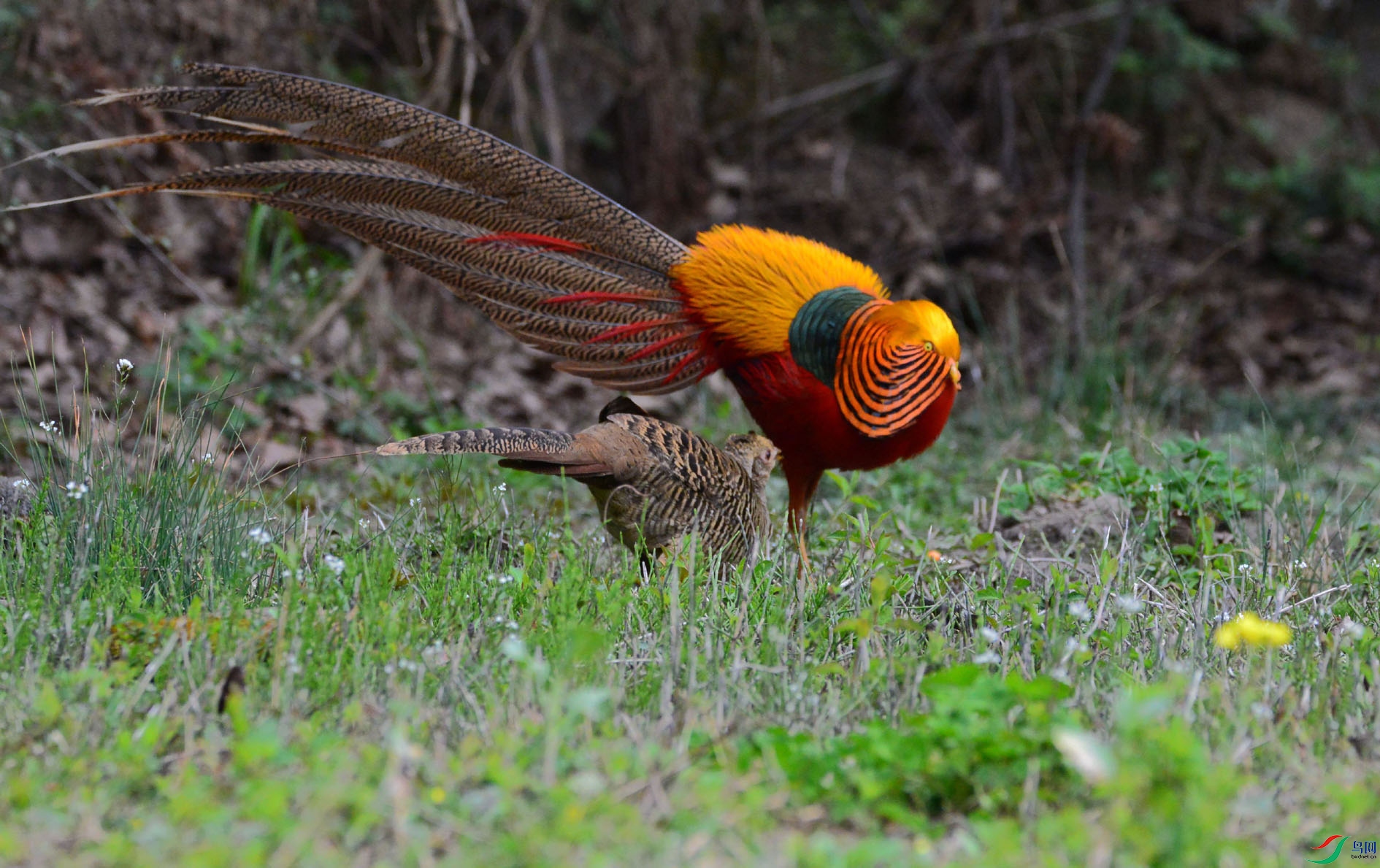 DSC_5113.JPG