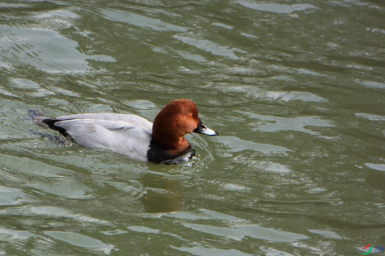 春江水暖鸭先知