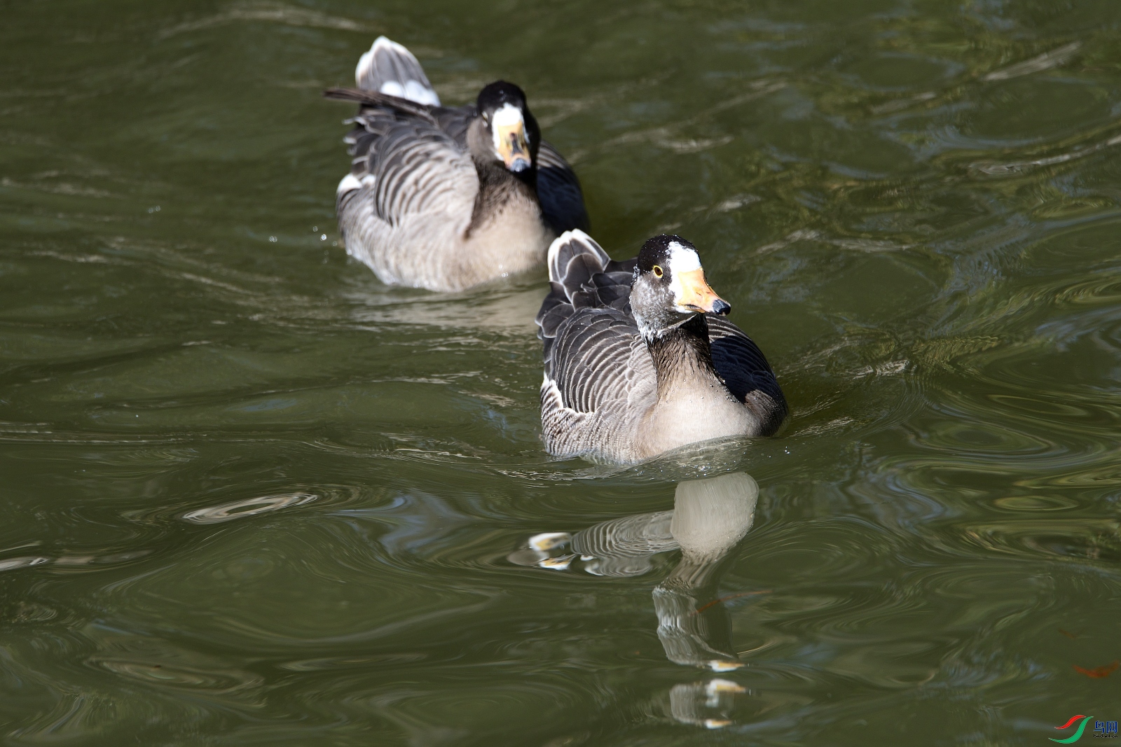 DSC_4974_00002.jpg