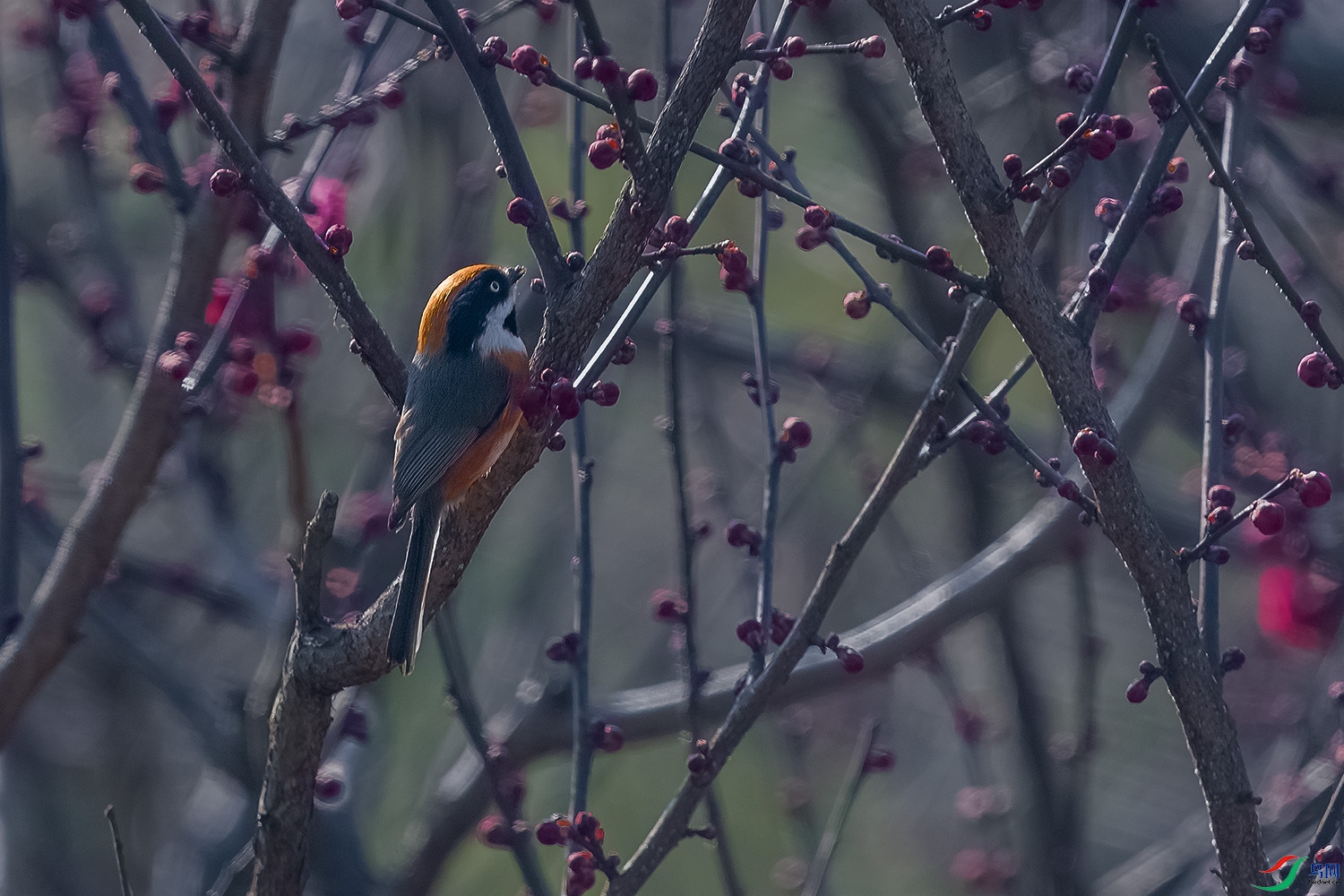 DSC_5275-2.jpg